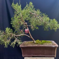 ITS AVAILABLE!! Pre-Bonsai tree, Informal upright, California Juniper, Yamadori