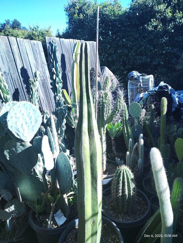 Mexican Fence Post Cactus Plant