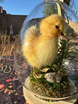 Duck taxidermy display egg shaped cloche