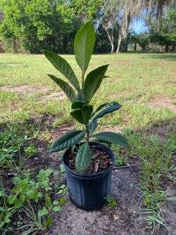 Níspero (medlar) plant