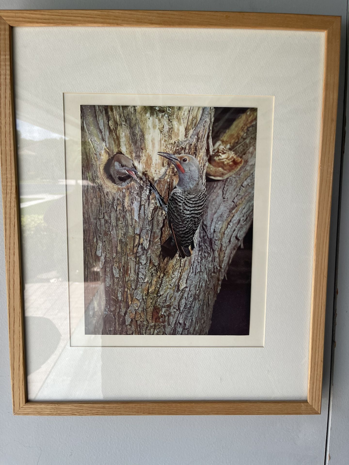 Woodpecker and Baby