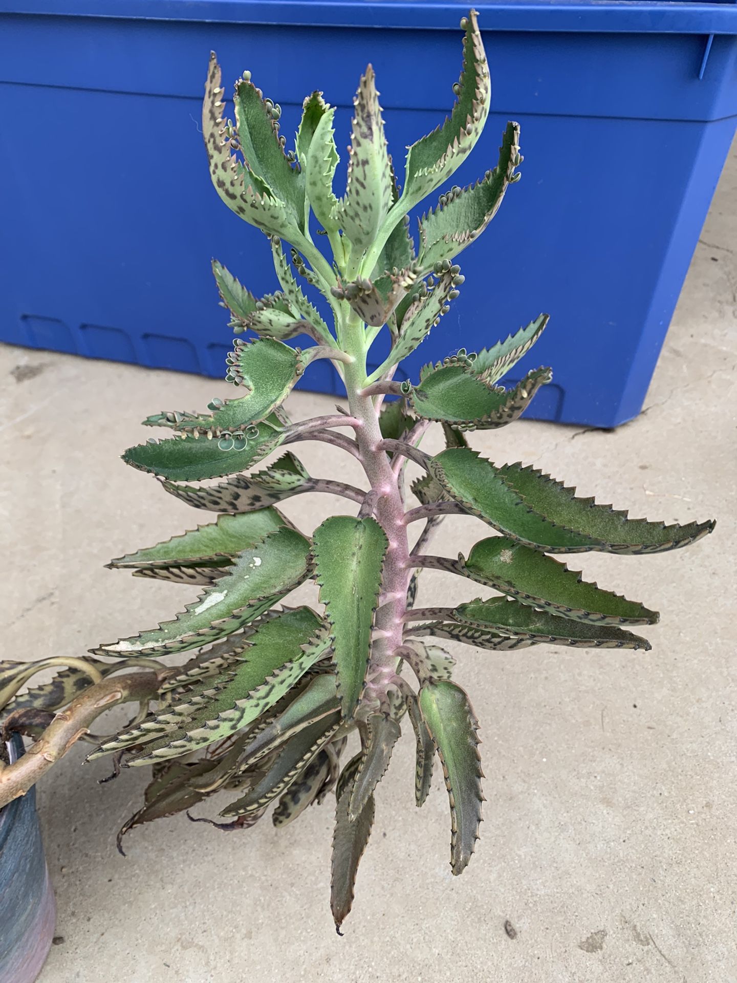 Kalanchoe Madre De Miles Maceta De Cemento 8x8 Inches La Planta Mide 19 Inches
