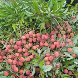 Lychee Fruits Fresh On Sale $8 Per Pound