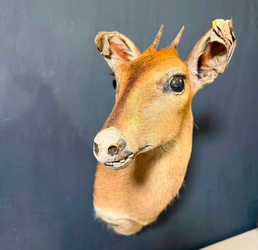 Small Antelope Taxidermy Shoulder Mount – Rustic Vintage Trophy