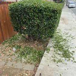 Gardening , Clean Ups , Maintenance , Landscaping , Weed Whacking 