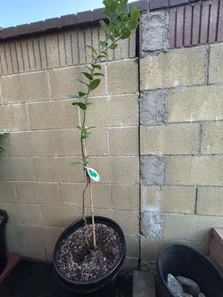 Lemon Lime and Orange Trees
