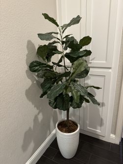 Fiddle Leaf fig Tree - Artificial 