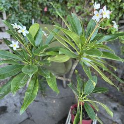 Plants Hawaiana Blanca