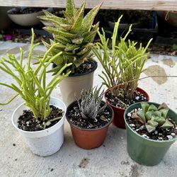 Succulents $2 Each