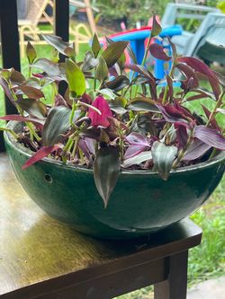 Succulent plant