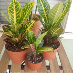 Crotons
