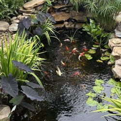 Ponds - Pondless Waterfalls - Fountains 