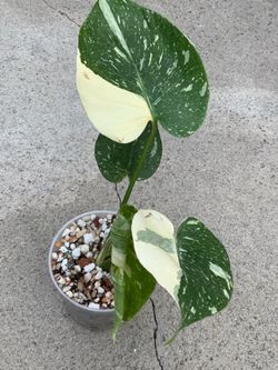 Monstera Medusa