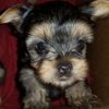 Toy_Yorkies_4U