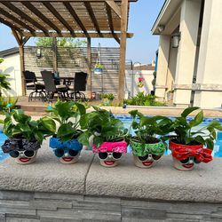 Mother’s Day Plants $20 