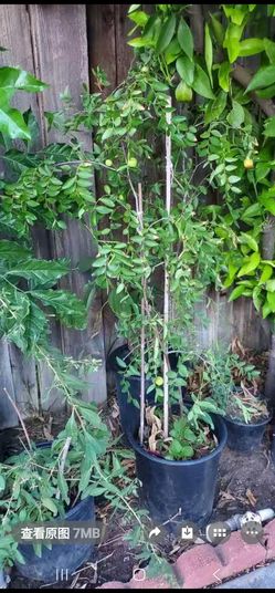Jujubi Fruit Tree Has Fruit On Now