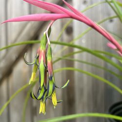 Queen’s Tears bromeliads