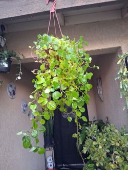 Creepy Charlie Plant $20