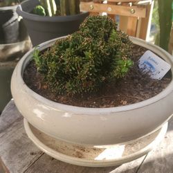 Euphorbia "Ammak" Crested