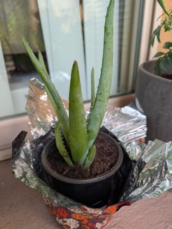 Plants