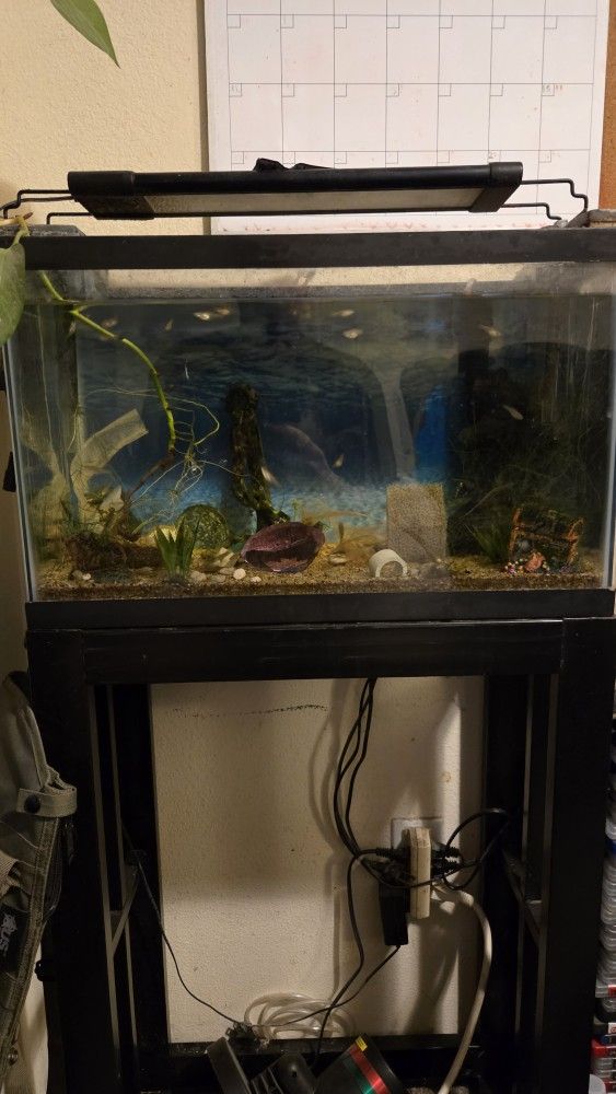 Fish Tank 10 Gallon