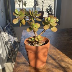 Jade plant in terracotta pot