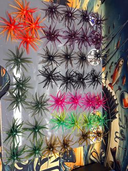 40+ fishing urchins/coikes 20mm