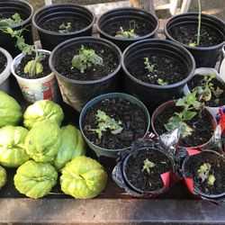 Chayote Plants 🪴 Ready For Pick Up Super Healthy Tastes Way Better Than The One From The Supermarket $5 Each Obo For More Than 3 Ready To Go South La