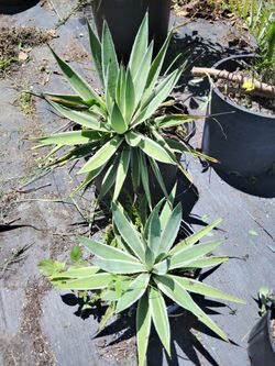 2 Beautiful 🌵🪴Agave Plants