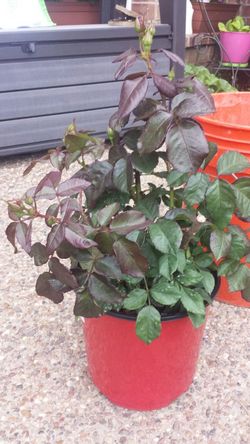 Blooming RED Rose Bush in a 1.5 Gal pot