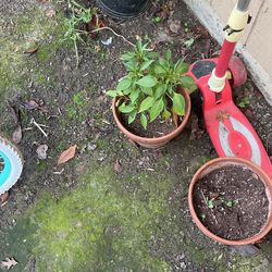 Plant Pot With Plant