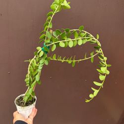 4” hoya cumingiana 