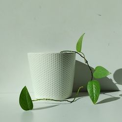 Rare Trailing Cebu Blue Pothos Money plant/ indoor Plant/ house plant flower patio garden