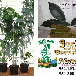 Ice Cream Beans Vanilla Plant 🪴 3gal Plantas De Paterna  ,pacay Guama En 3gal 
