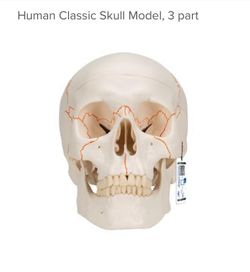 Human Classic Skull Model