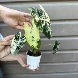 4” Variegated Alocasia Frydek
