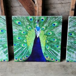 3 Panel Peacock Feathers Wall Decor Art Paintings