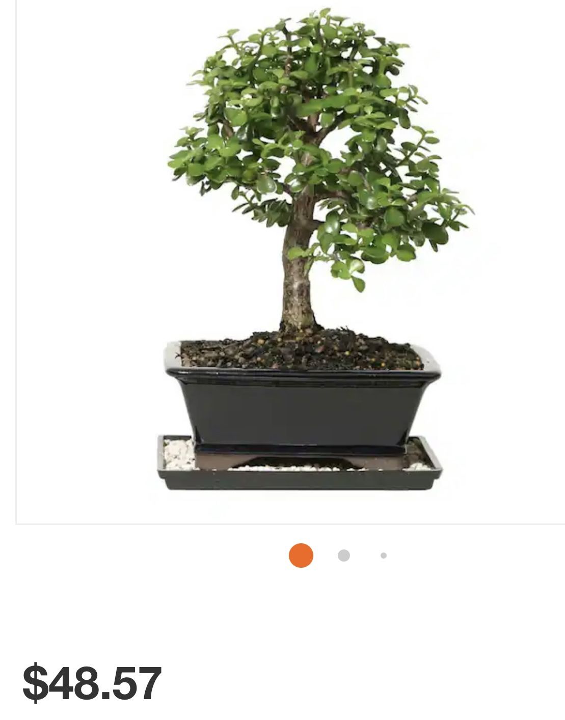 Bonsai Jade Plant Or Jade Plant In White Pot