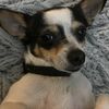 DoggiesTX