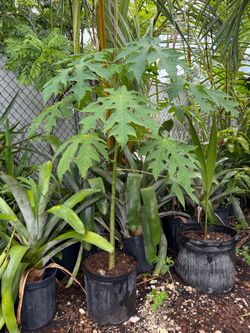 Papaya tree 3 galones