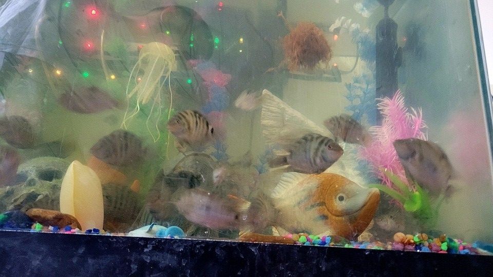 Fish Accessories
