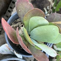 Paddle Plants In Gallon Pots
