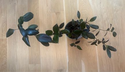 Rubber Ficus Plant with 6” Plastic Gray Pot