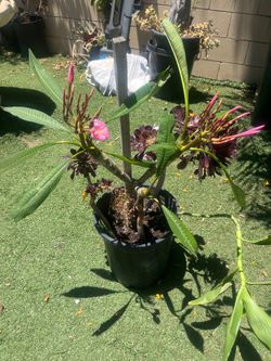 Planta
