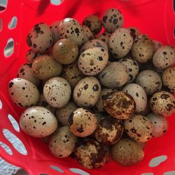 Quail Eggs