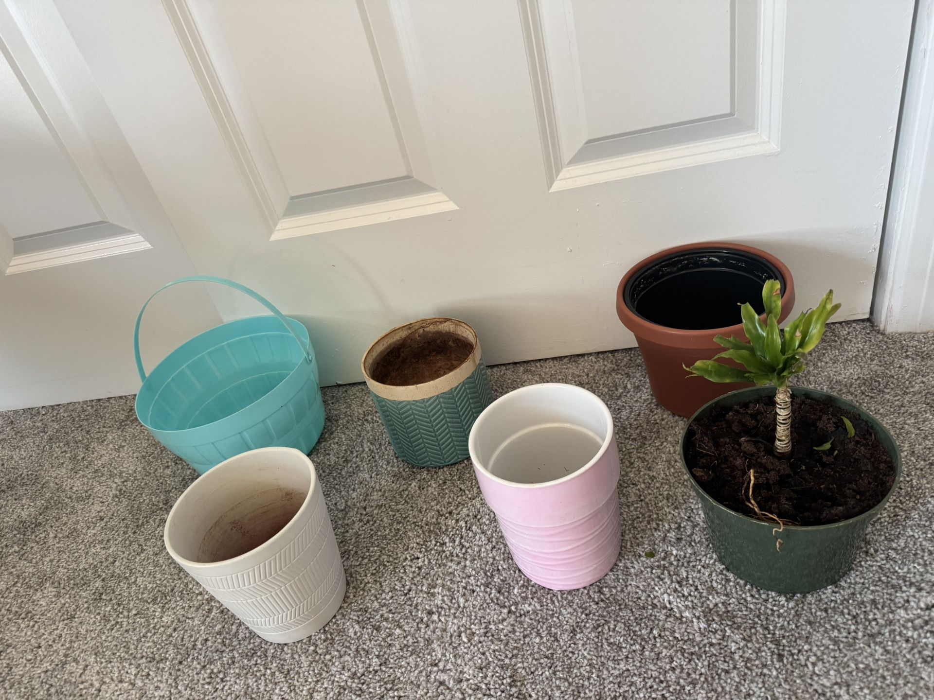 Dracaena plant and plant pots, all for $10