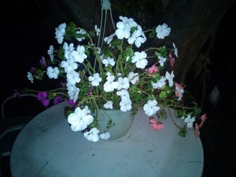 Impatiens Hanging Plant 