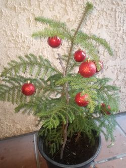 Norfolk Pine Xmas Fresh Christmas Tree W Ornaments