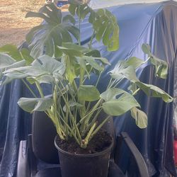 Monstera plant