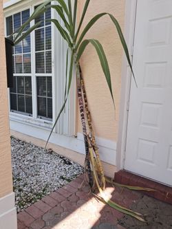 Sugar cane stalks. Caña de azúcar